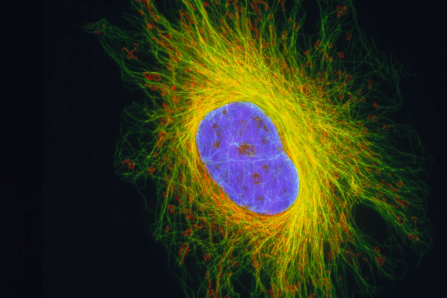 Cytoskeleton and Cell Motility